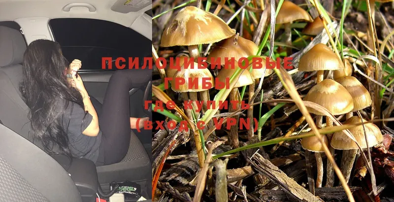 Галлюциногенные грибы Psilocybe  что такое наркотик  Терек 